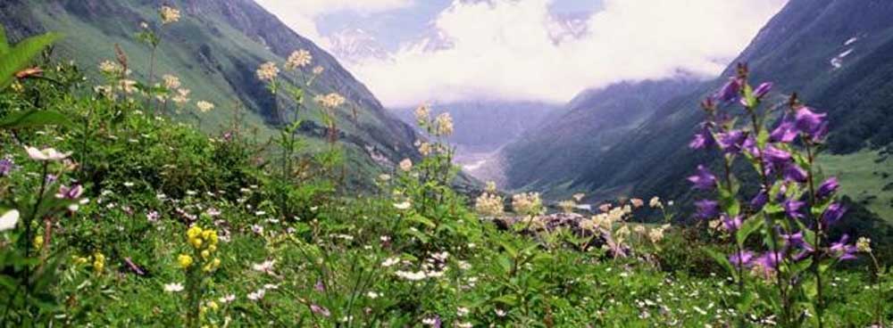 Valley Of Flower