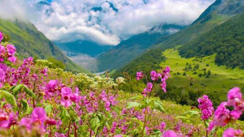 Valley-of-Flowers-n