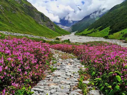 valley-of-flower-img